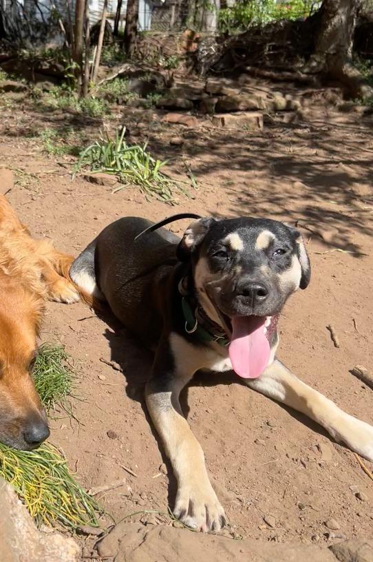 Enlarge Halo, a Adoptable mixed breed in Fayetteville, AR image 5/6