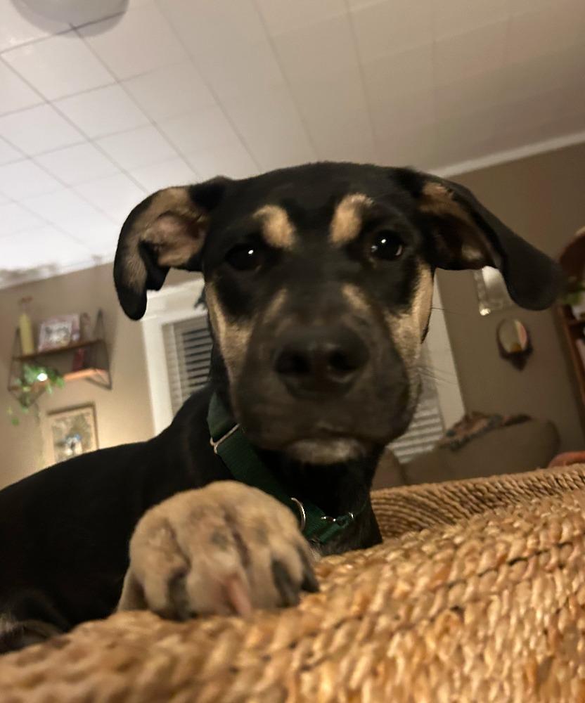 Enlarge Halo, a Adoptable mixed breed in Fayetteville, AR image 6/6