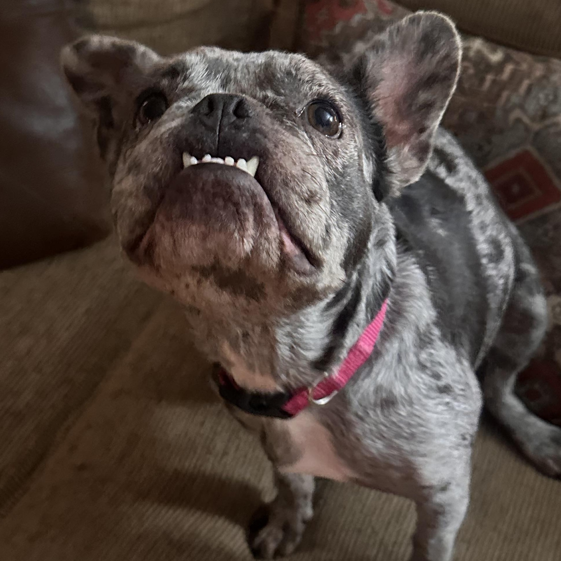 Olive, Adoptable, Adult Female French Bulldog.
