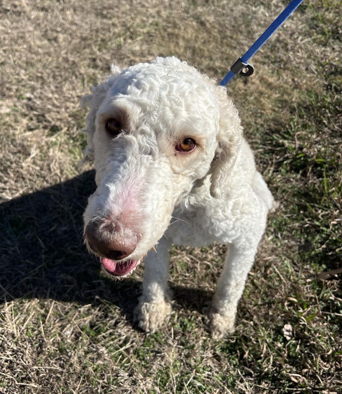 Harry, Adoptable, Adult Male Labrador Retriever & Standard Poodle.
