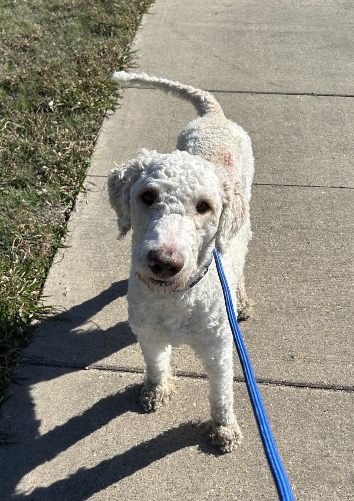 Enlarge Harry, a Adoptable mixed breed in Rockwall, TX image 2/3