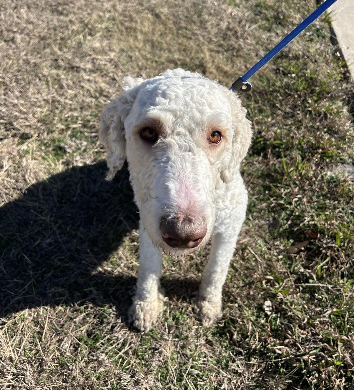 Enlarge Harry, a Adoptable mixed breed in Rockwall, TX image 3/3
