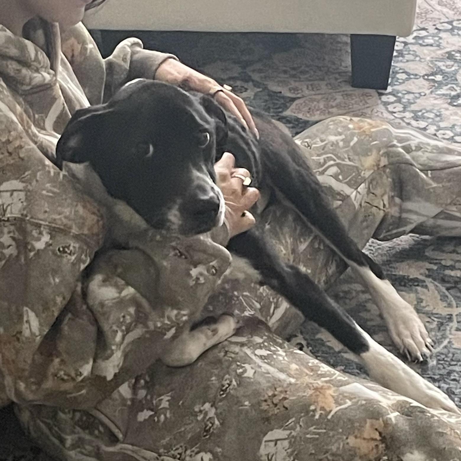 Johnny, an adopted mixed breed in Richmond Hill, GA image 6/6