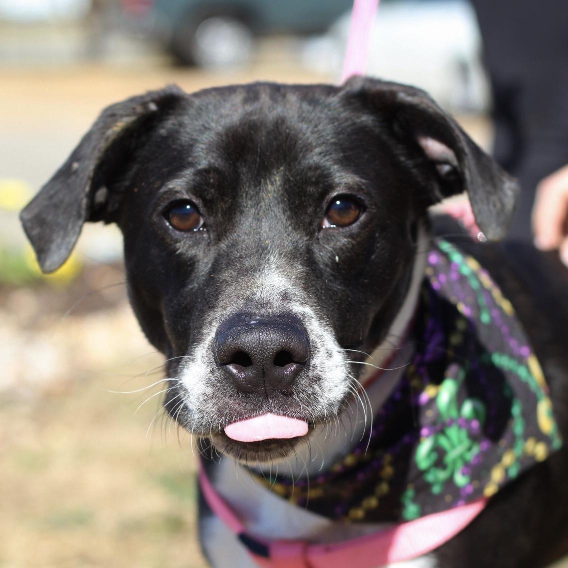 Johnny, an adopted mixed breed in Richmond Hill, GA image 3/6