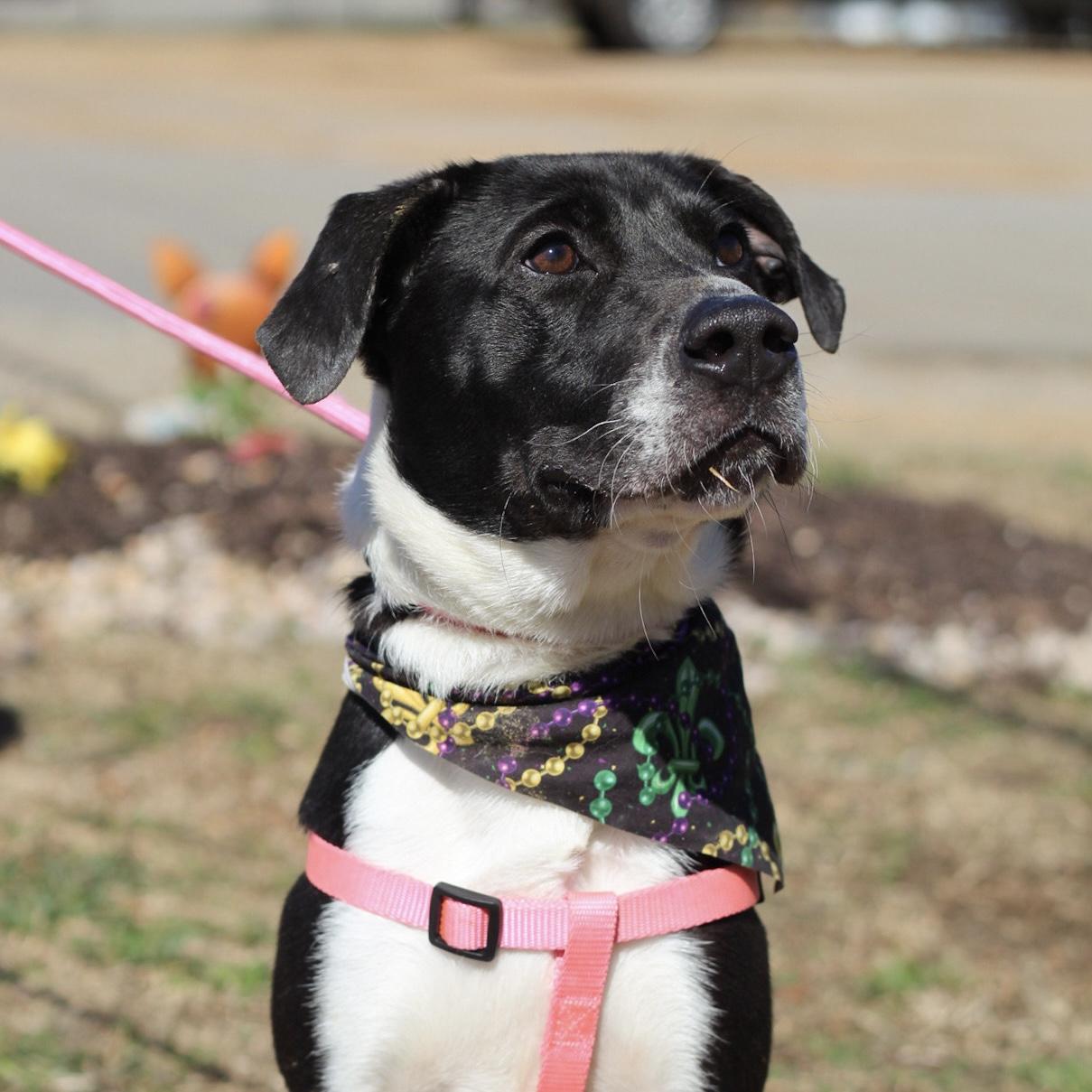 Johnny, an adopted mixed breed in Richmond Hill, GA image 4/6