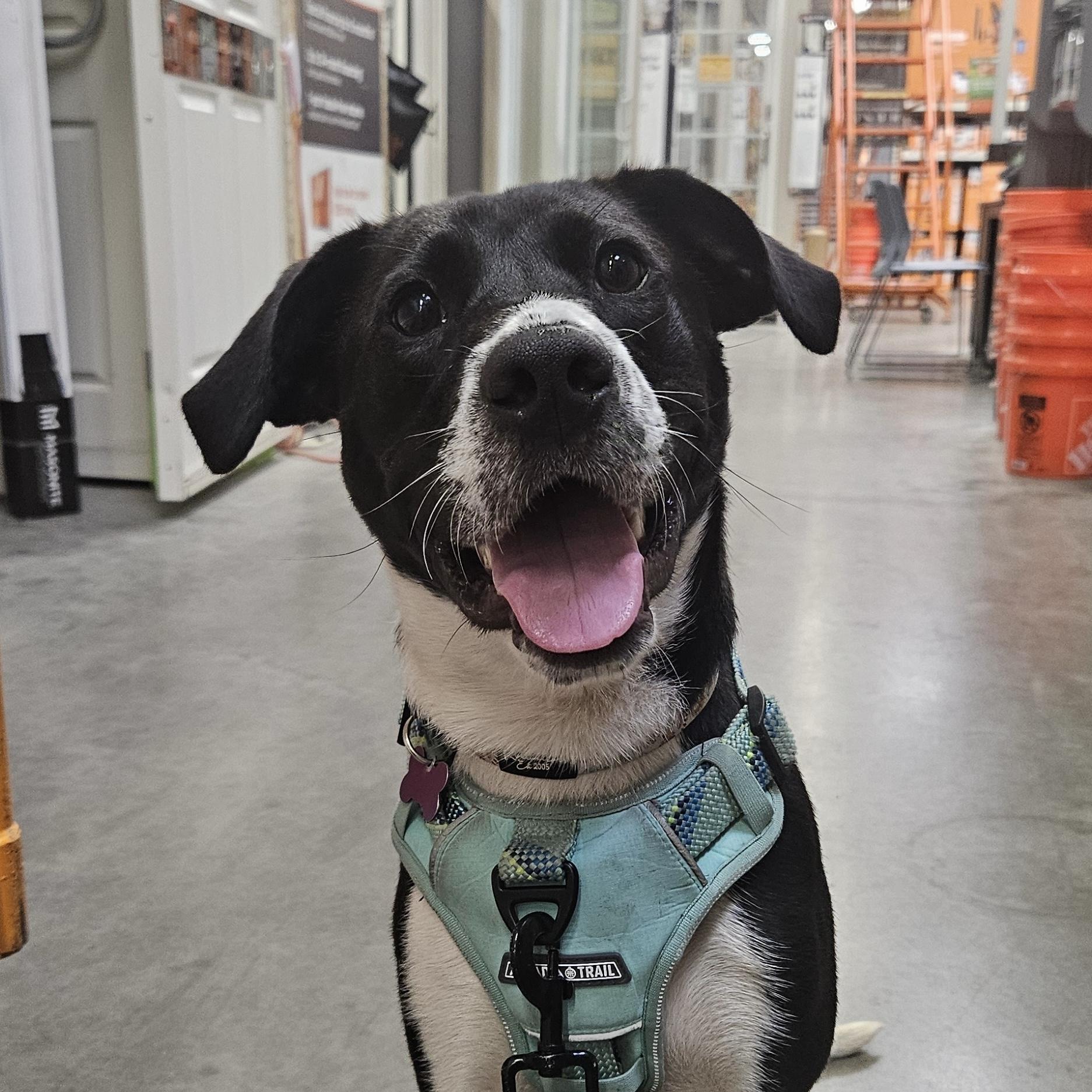 Johnny, an adopted mixed breed in Richmond Hill, GA image 1/6