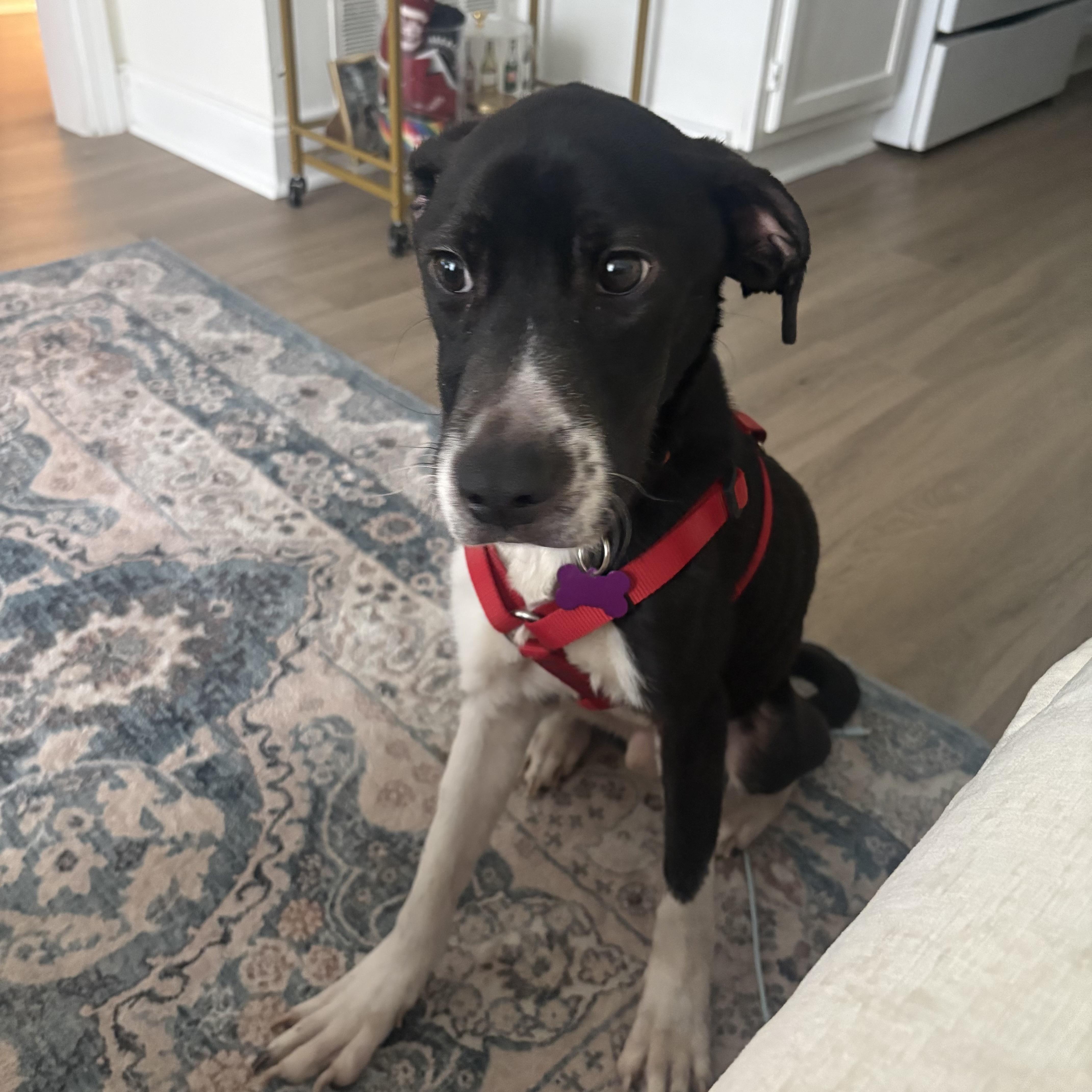 Johnny, an adopted mixed breed in Richmond Hill, GA image 5/6