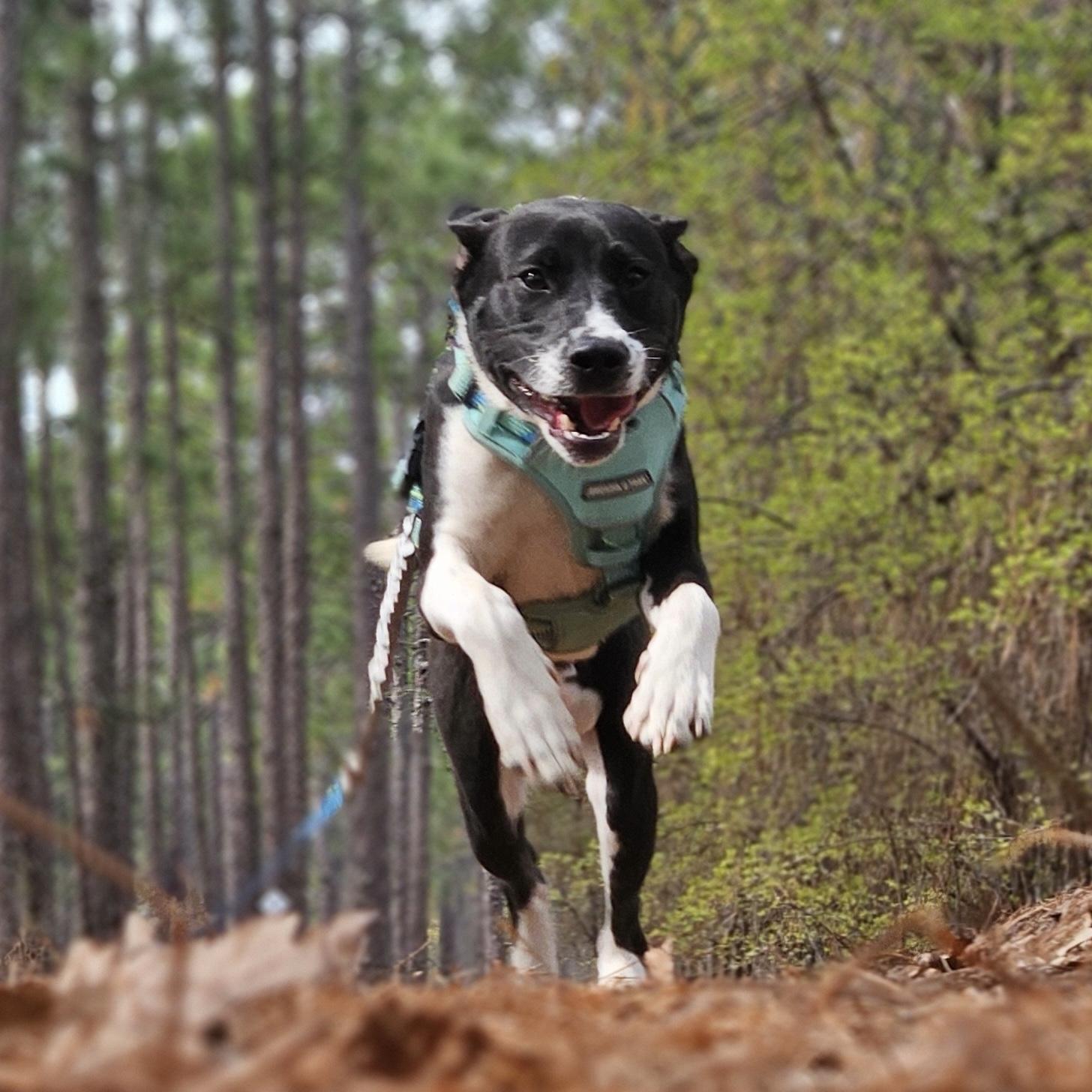 Johnny, an adopted mixed breed in Richmond Hill, GA image 2/6