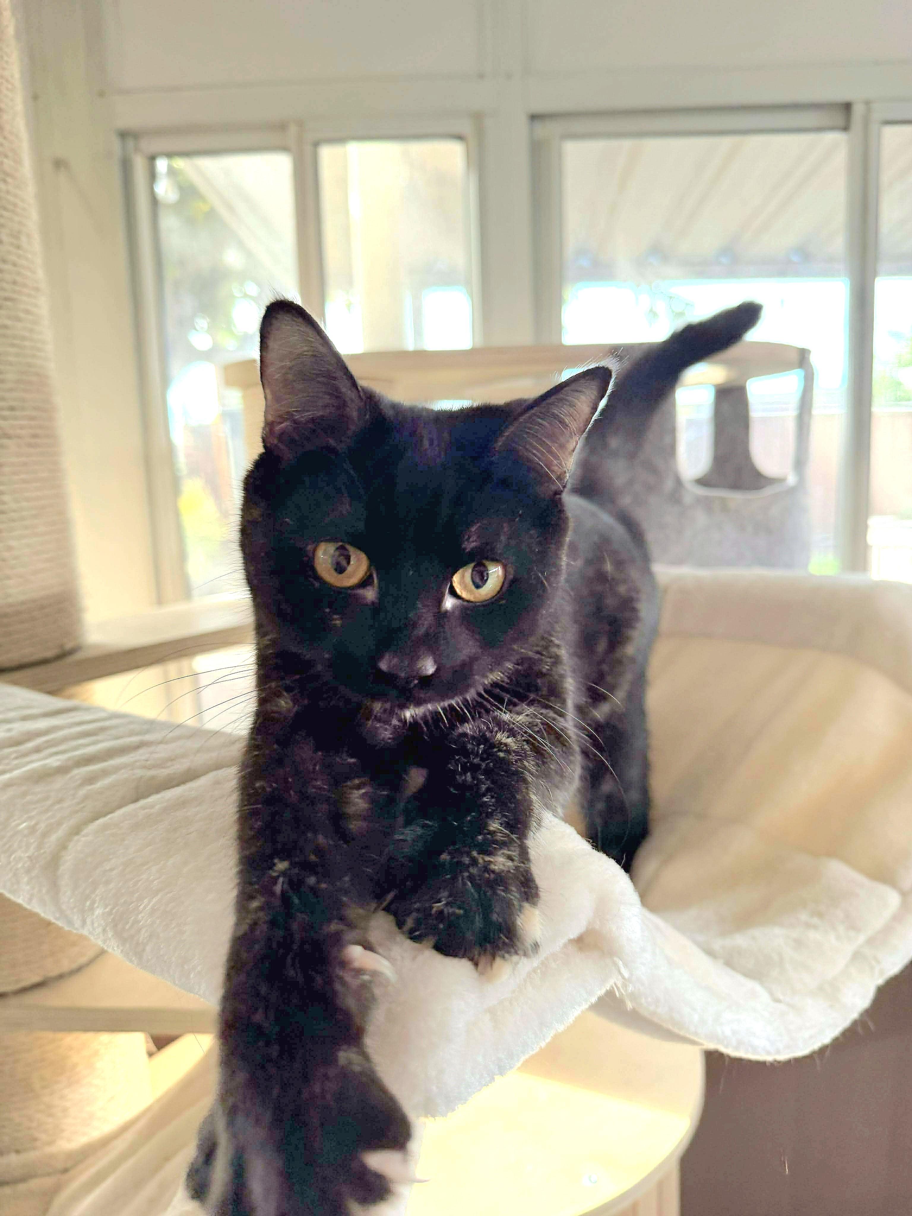 Enlarge Trix, a Adoptable mixed breed in Covina, CA image 4/4