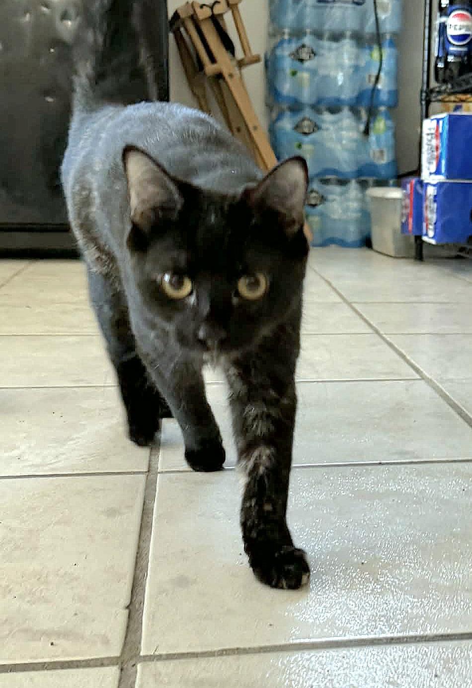 Enlarge Trix, a Adoptable mixed breed in Covina, CA image 2/4