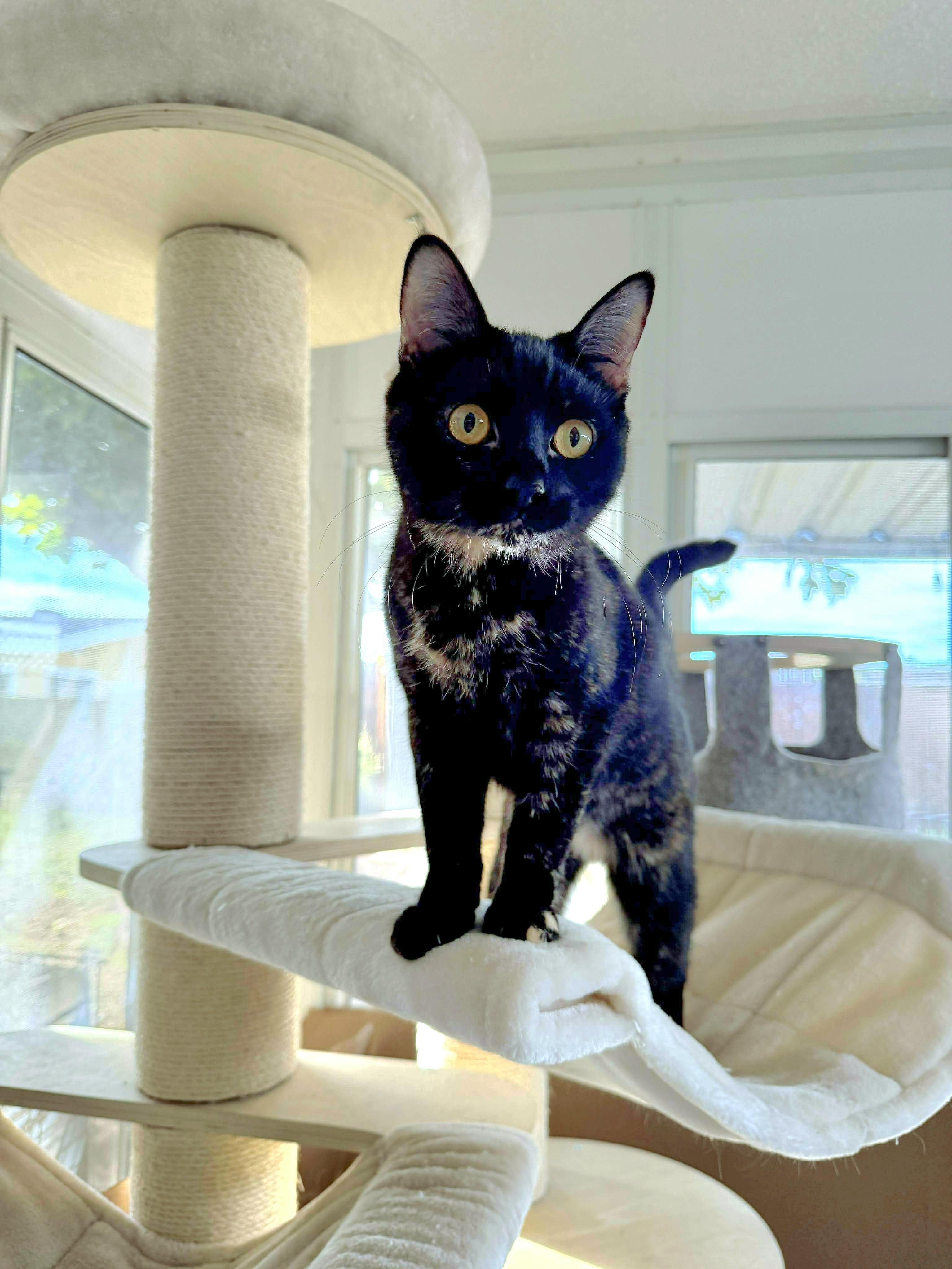 Enlarge Trix, a Adoptable mixed breed in Covina, CA image 3/4