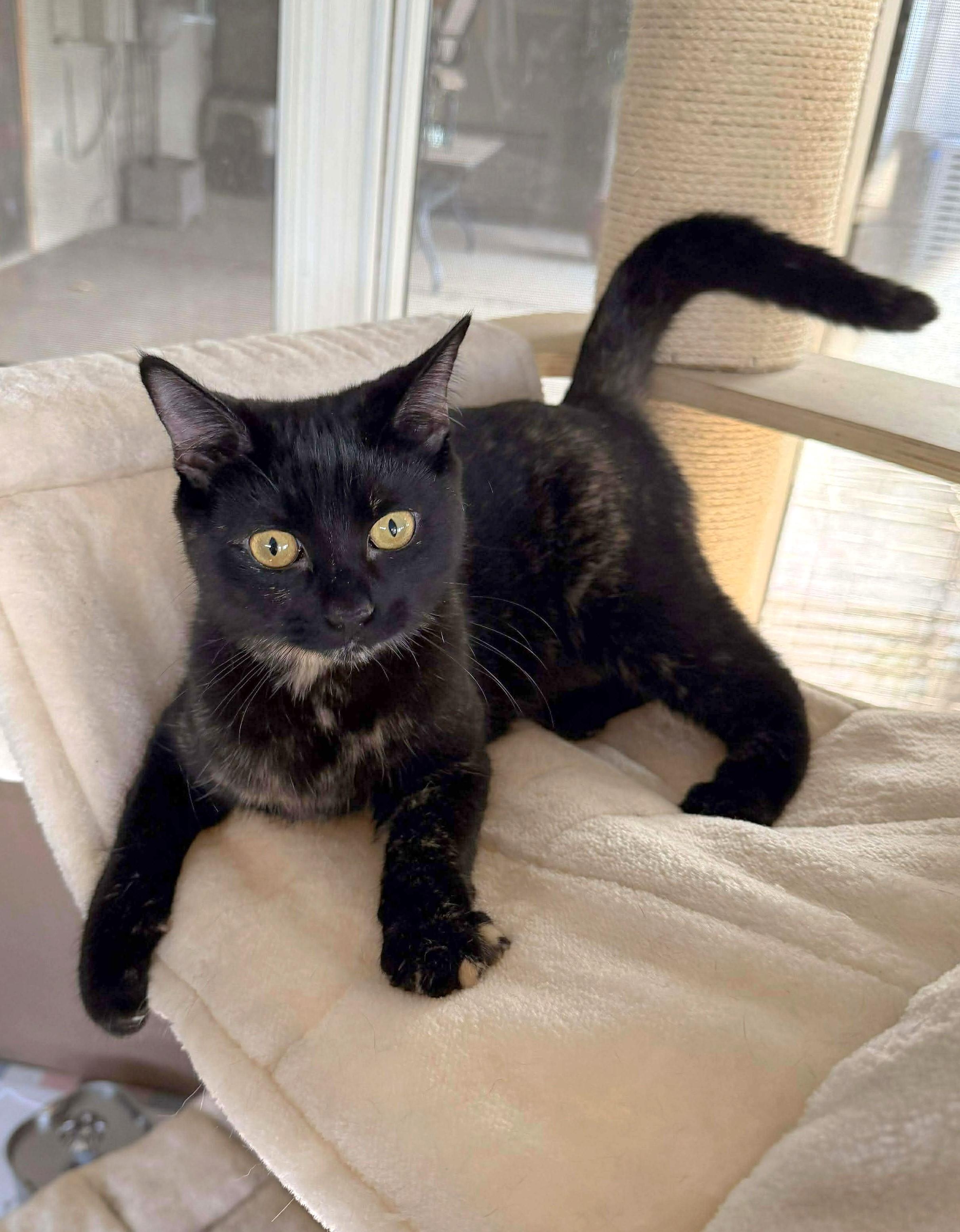 Trix, Adoptable, Kitten Female Calico & Tabby.