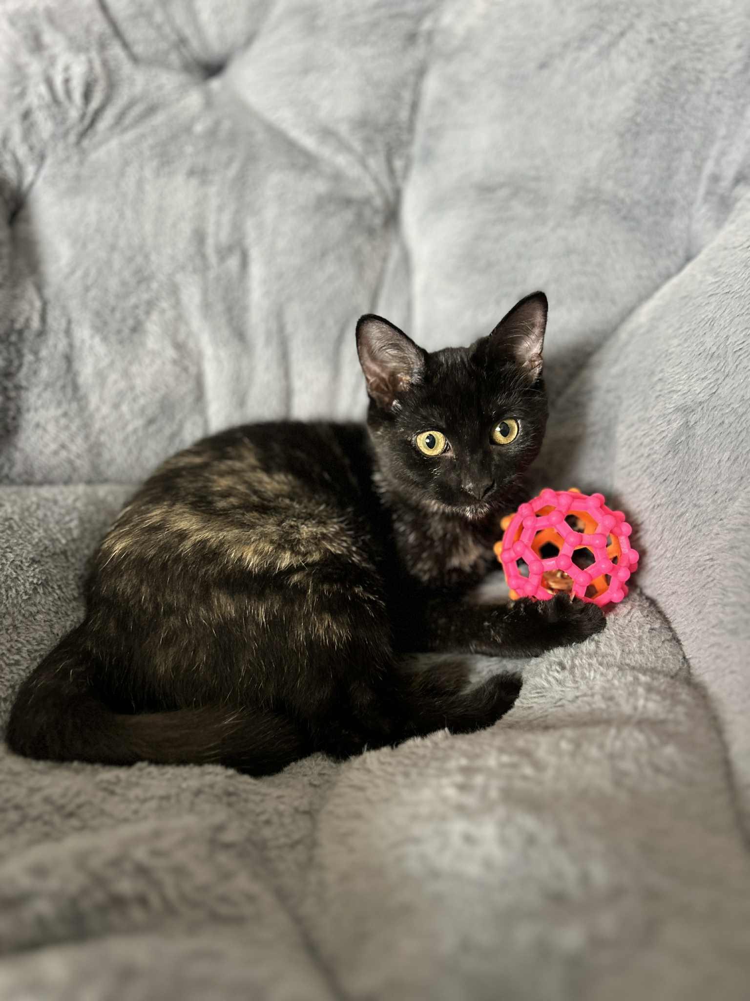 Trix, Adoptable, Kitten Female Calico & Tabby.