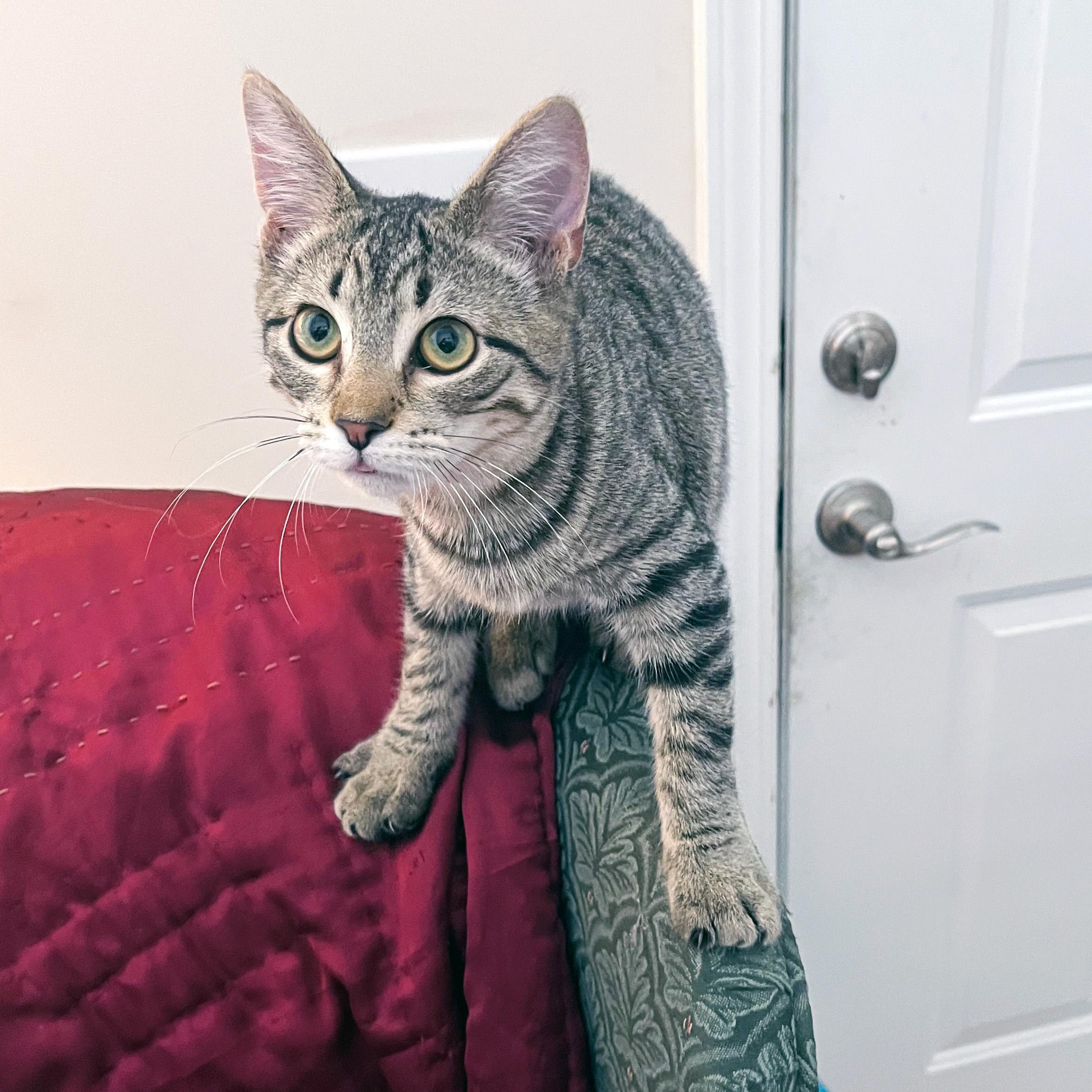 Enlarge Mac N Cheese, a ADOPTABLE Domestic Short Hair in Apex, NC image 3/5