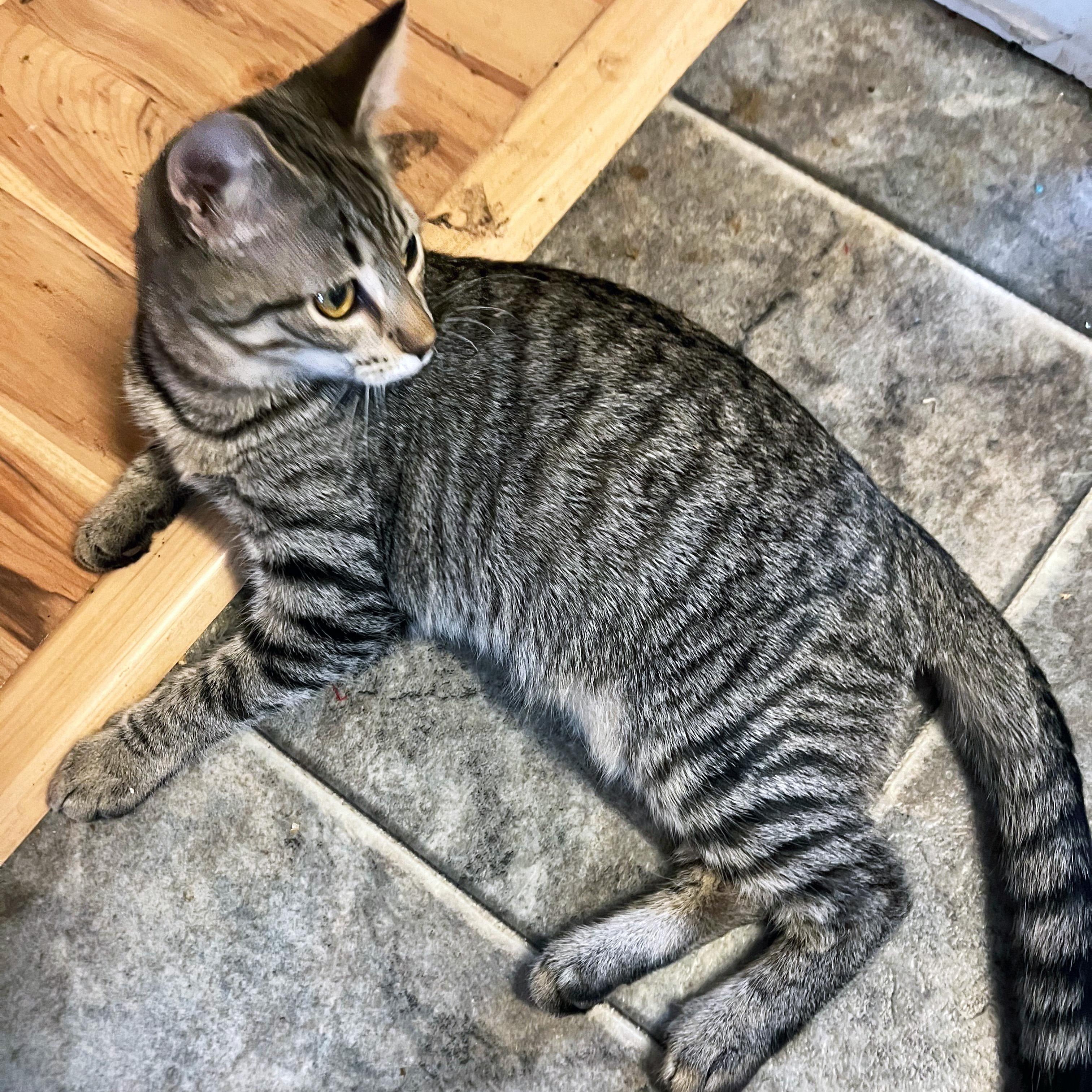 Enlarge Mac N Cheese, a ADOPTABLE Domestic Short Hair in Apex, NC image 5/5