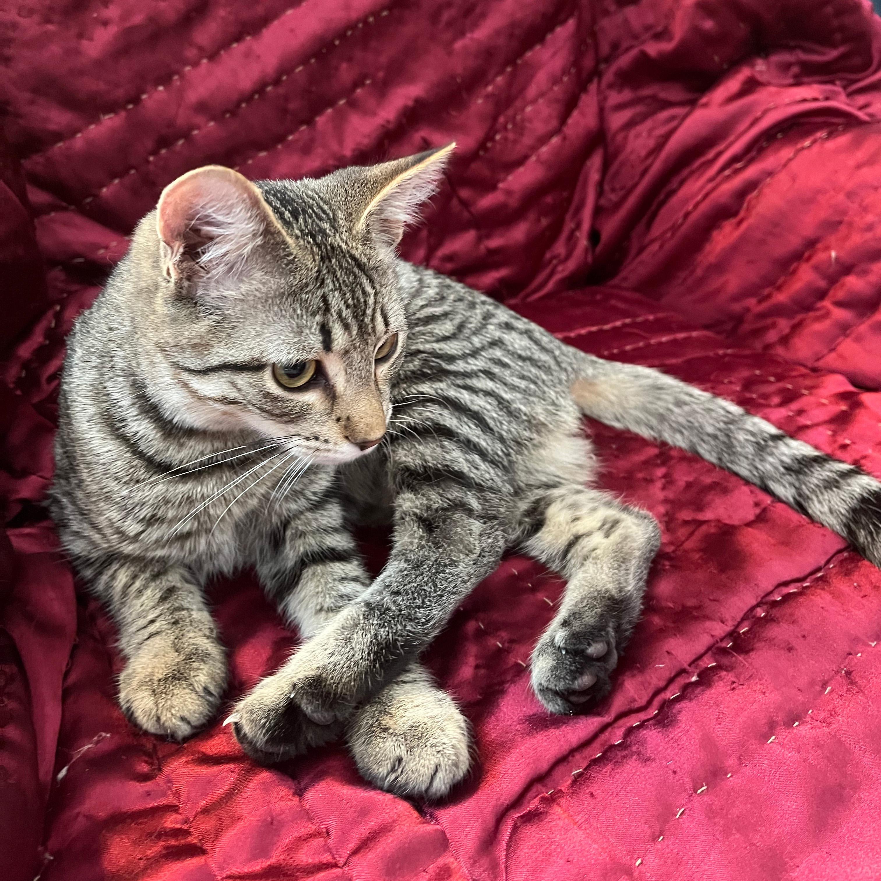 Enlarge Mac N Cheese, a ADOPTABLE Domestic Short Hair in Apex, NC image 2/5