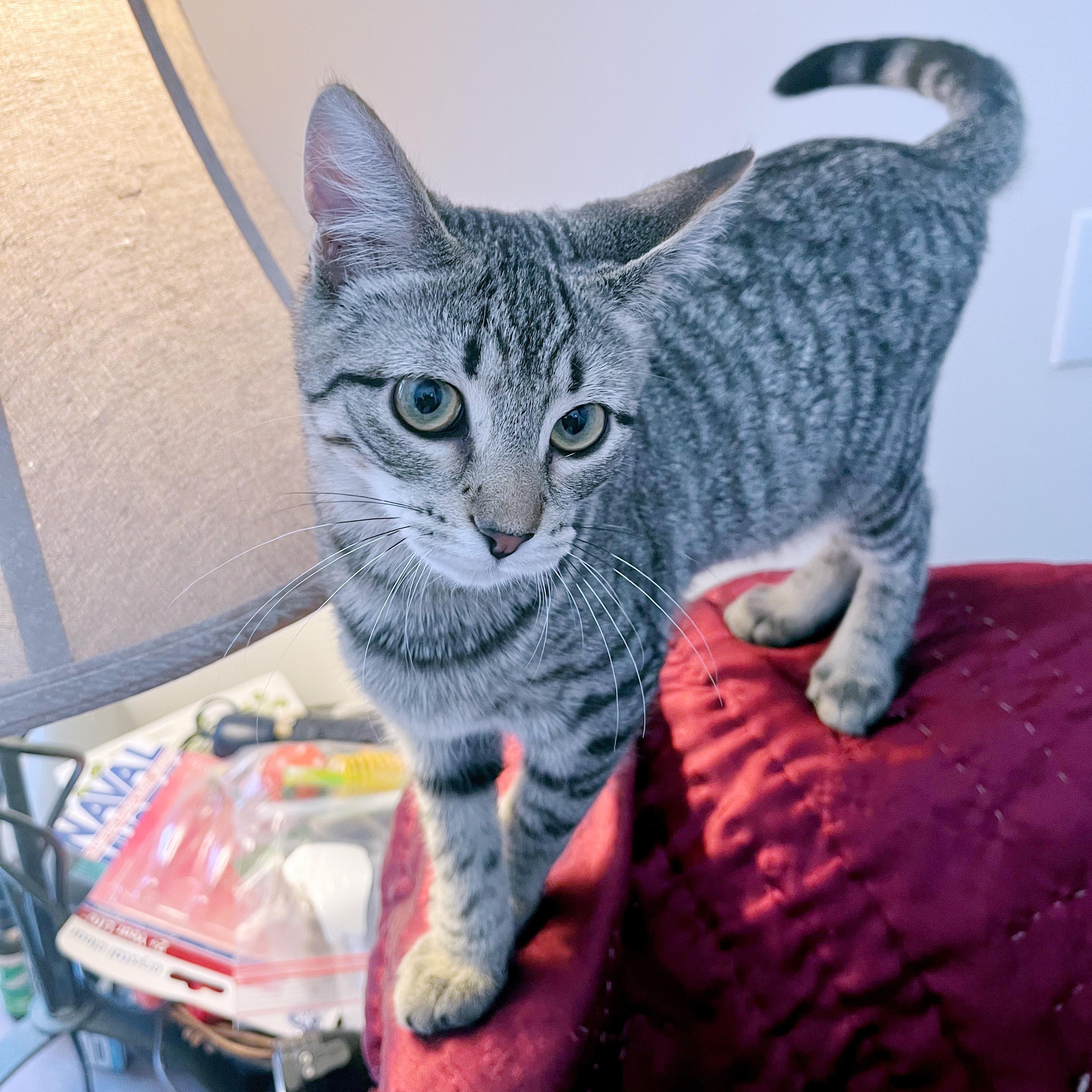 Mac N Cheese, ADOPTABLE, Young Male Domestic Short Hair.