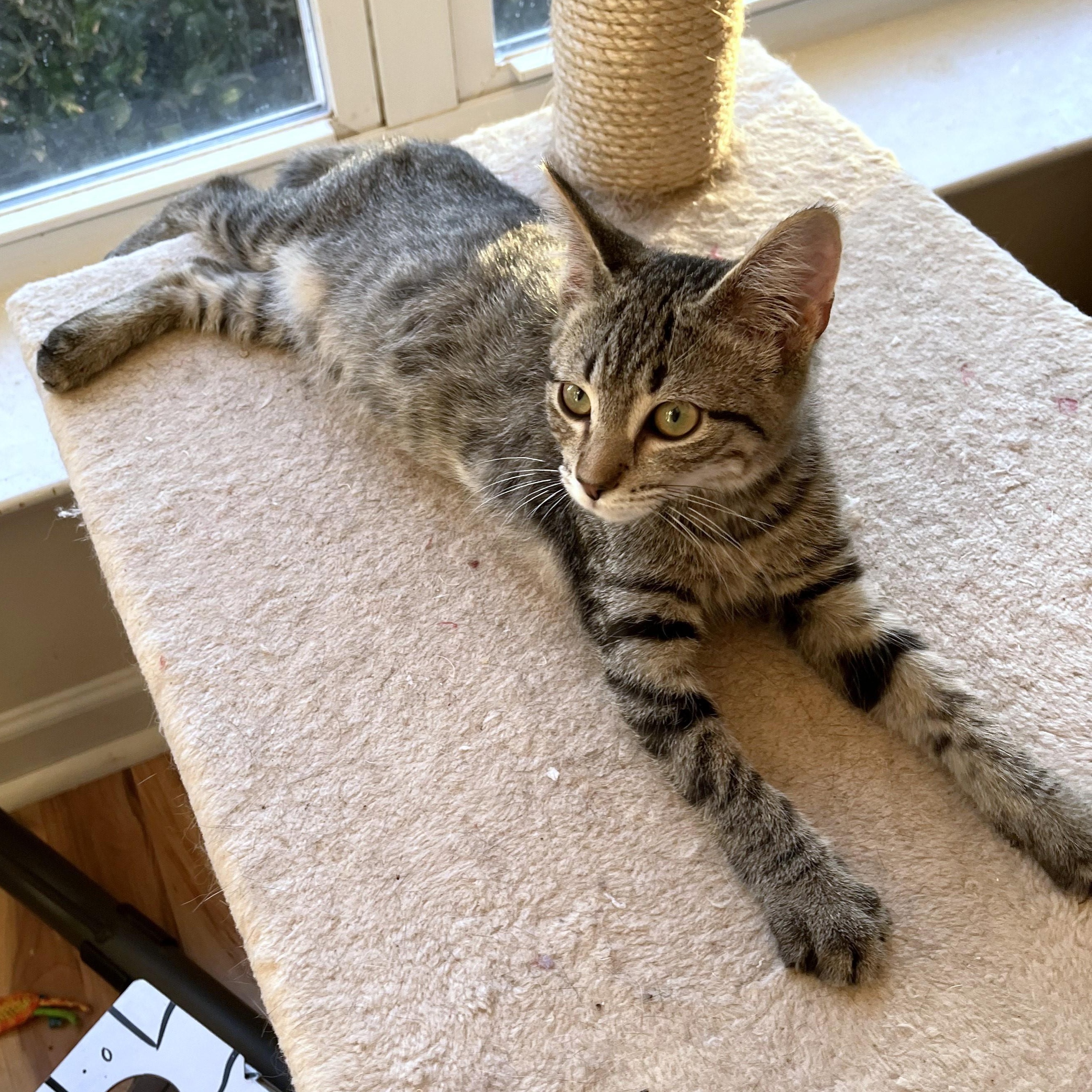 Enlarge Mac N Cheese, a ADOPTABLE Domestic Short Hair in Apex, NC image 4/5