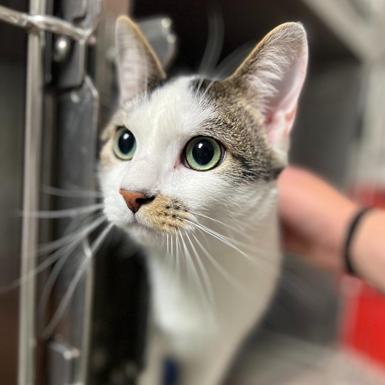 Enlarge Lasso, a Adoptable Domestic Short Hair in Geneseo, IL image 1/1