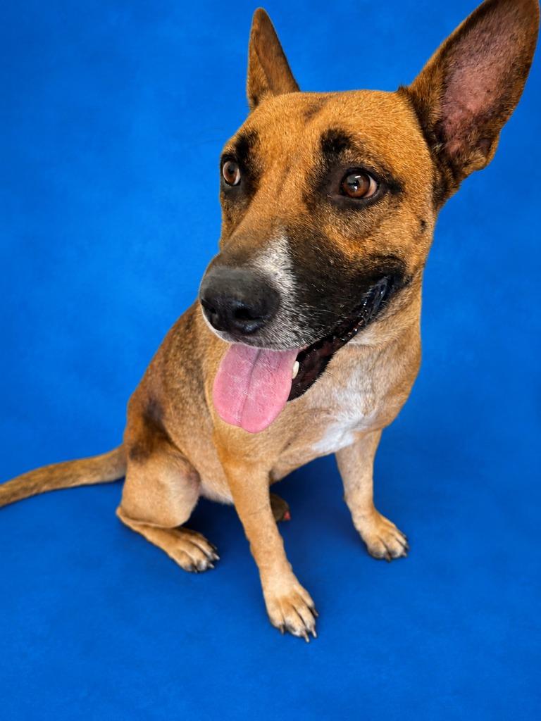 Bubby, Adoptable, Adult Male German Shepherd Dog.
