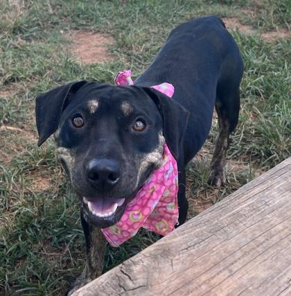 Roxanne HW+ Fee Waived, Adoptable, Adult Female Cardigan Welsh Corgi & Mixed Breed.