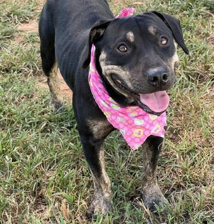 Enlarge Roxanne HW+ Fee Waived, a Adoptable mixed breed in Seneca, SC image 2/3