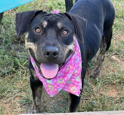 Enlarge Roxanne HW+ Fee Waived, a Adoptable mixed breed in Seneca, SC image 3/3
