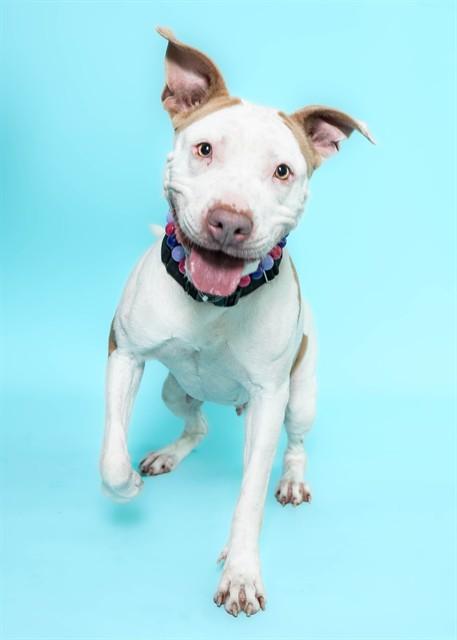 Enlarge VERNA, a Adoptable mixed breed in Fort Lauderdale, FL image 1/1