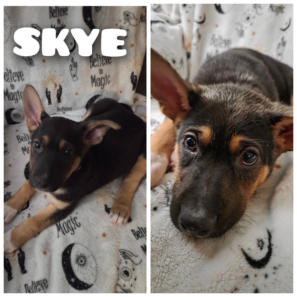 Skye, Adoptable, Puppy Female German Shepherd Dog.