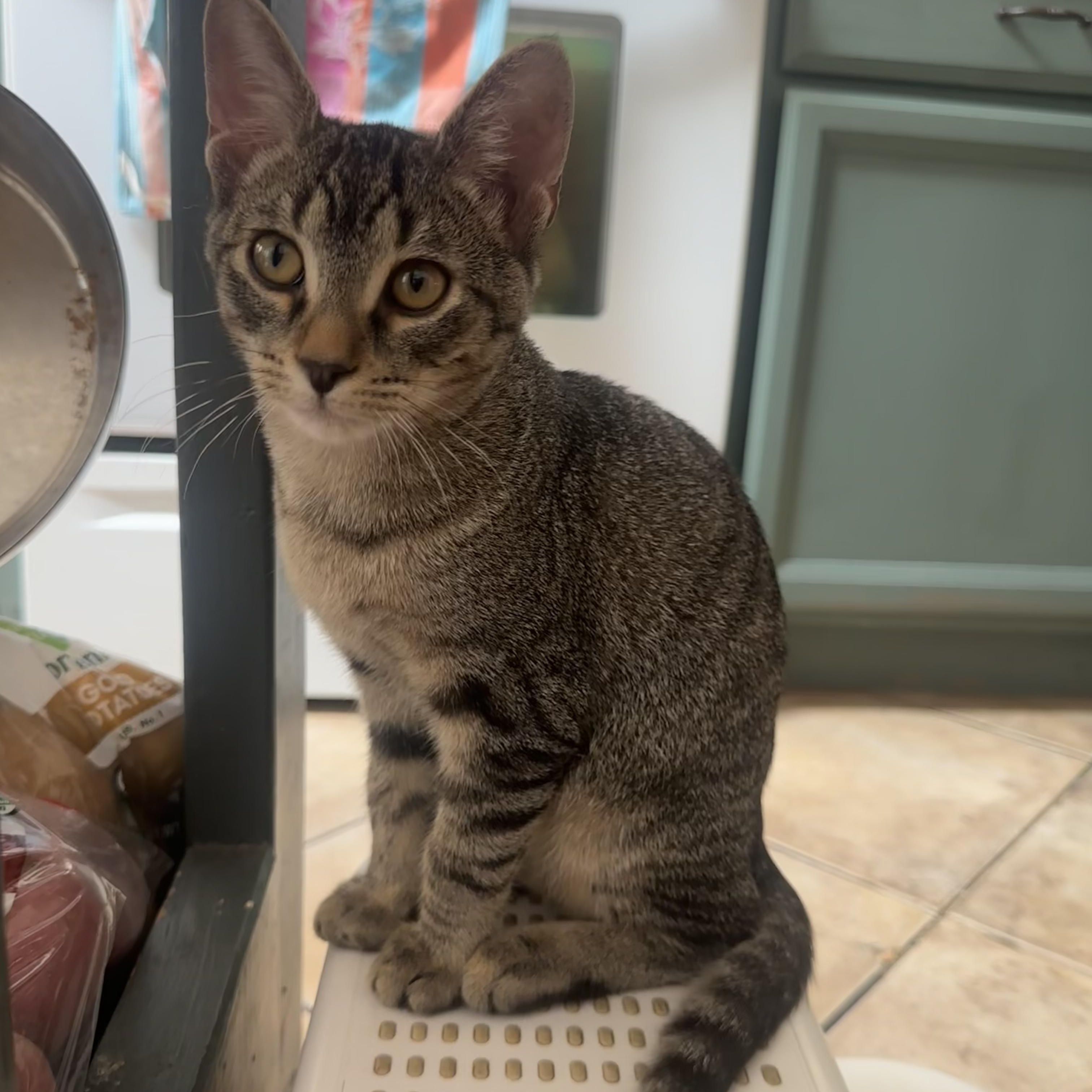Enlarge MJ, a Adoptable Domestic Short Hair in Nashville, TN image 2/4
