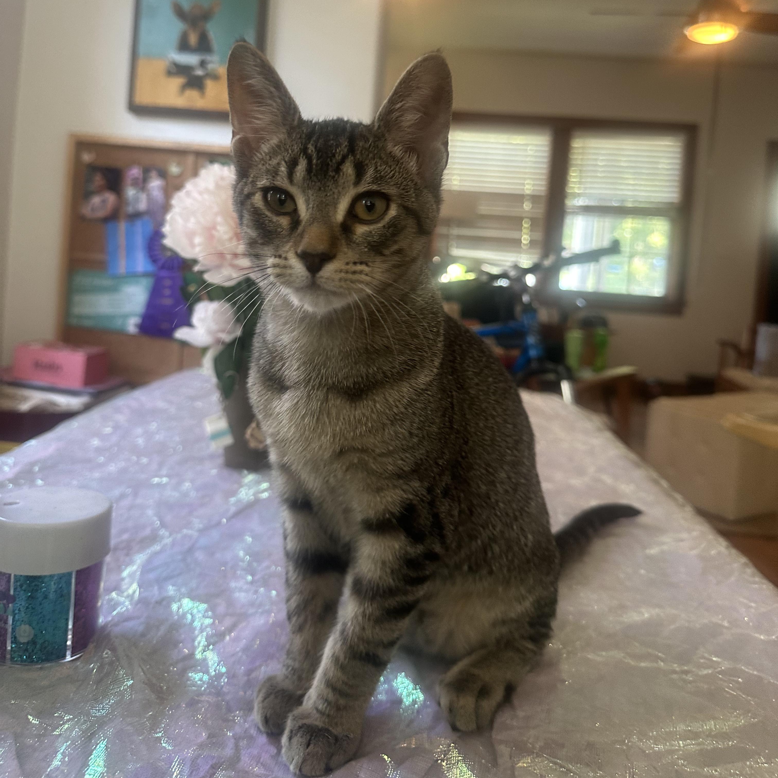 Enlarge MJ, a Adoptable Domestic Short Hair in Nashville, TN image 1/4