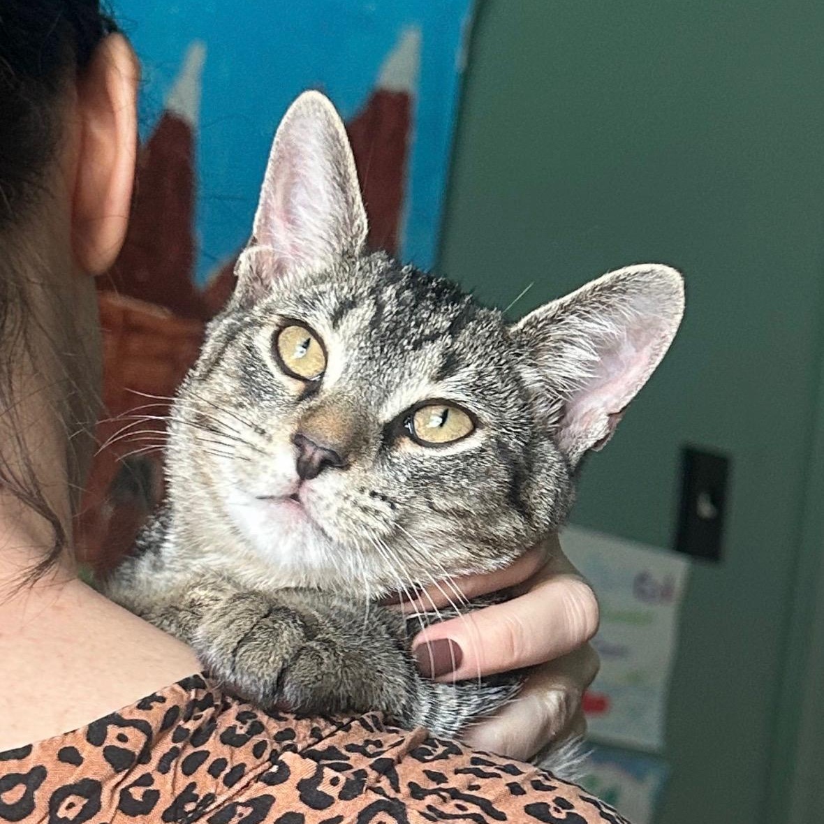 Enlarge MJ, a Adoptable Domestic Short Hair in Nashville, TN image 4/4