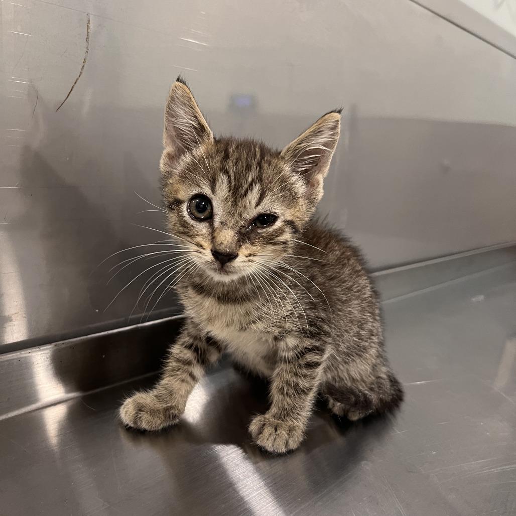 Enlarge Nirvana, a Adoptable mixed breed in Washburn, MO image 1/1