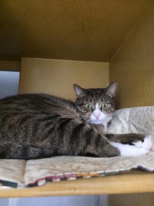 Michi - Available in Foster, Adoptable, Adult Female Domestic Short Hair & Domestic Short Hair.