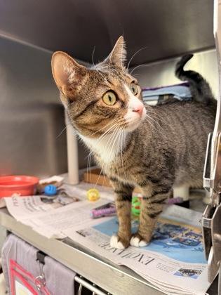 Enlarge Michi - Available in Foster, a Adoptable mixed breed in Madison, NJ image 2/3