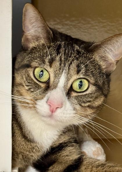 Enlarge Michi - Available in Foster, a Adoptable mixed breed in Madison, NJ image 3/3