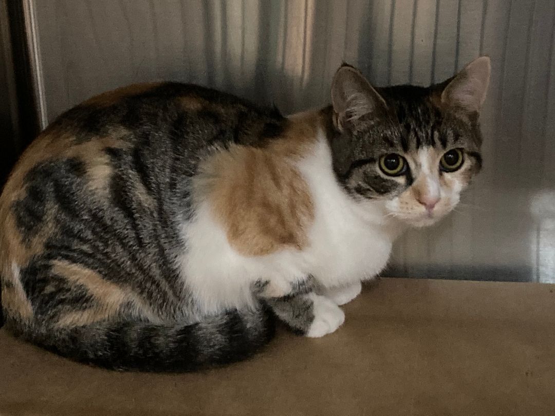 Enlarge ELIZA, a Adoptable mixed breed in Watkinsville, GA image 1/4