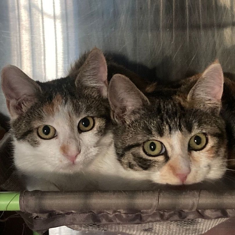 Enlarge ELIZA, a Adoptable mixed breed in Watkinsville, GA image 2/4