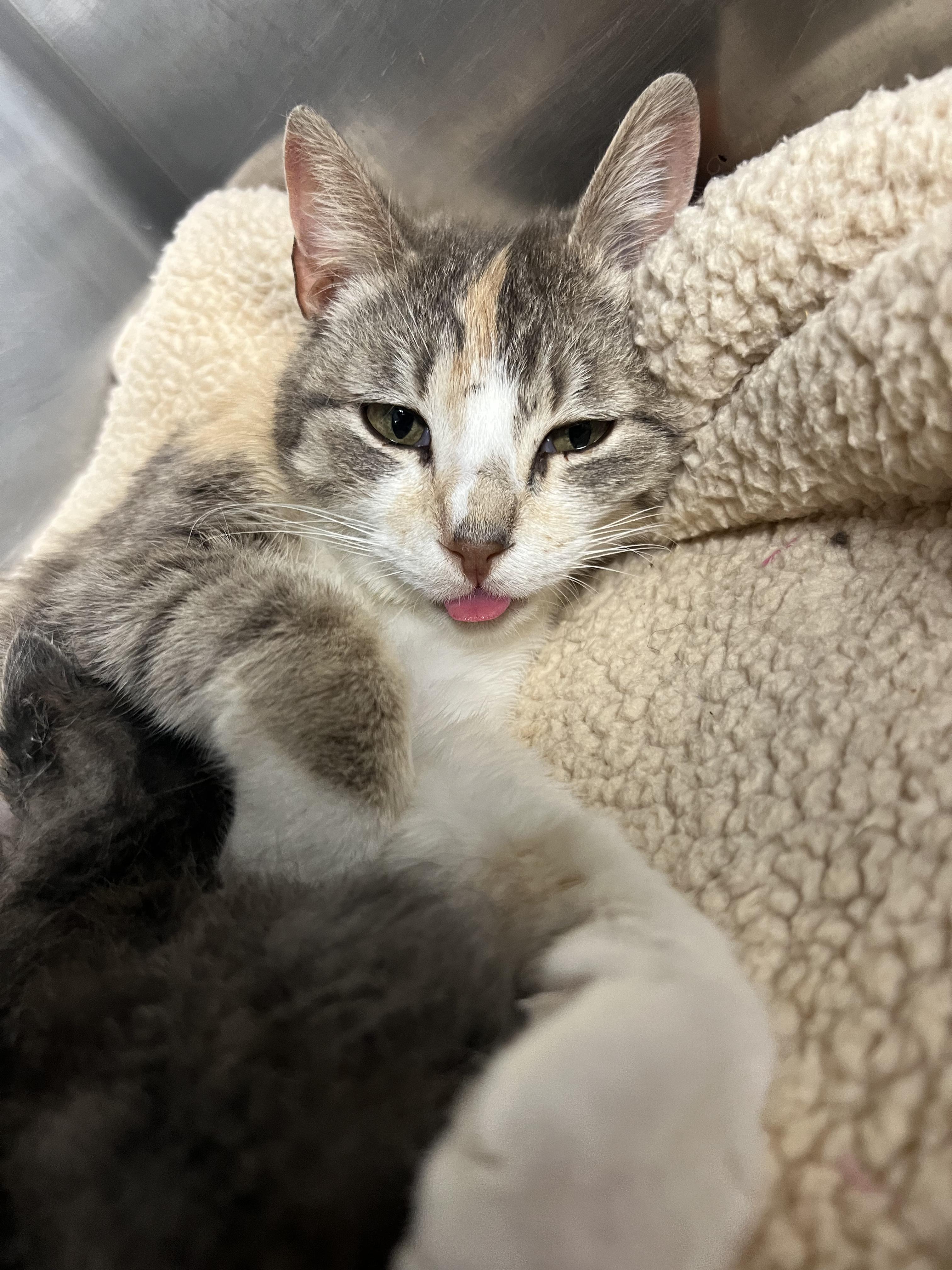 Enlarge Strudel, a ADOPTABLE Domestic Short Hair in Gaithersburg, MD image 1/1