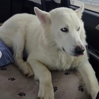 Enlarge Gorgeous Rocky! , a ADOPTABLE mixed breed in Santa Barbara, CA image 5/6