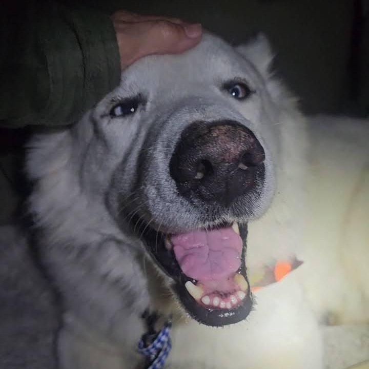 Enlarge Gorgeous Rocky! , a ADOPTABLE mixed breed in Santa Barbara, CA image 4/6