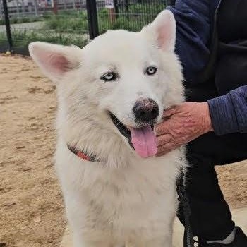 Enlarge Gorgeous Rocky! , a ADOPTABLE mixed breed in Santa Barbara, CA image 3/6