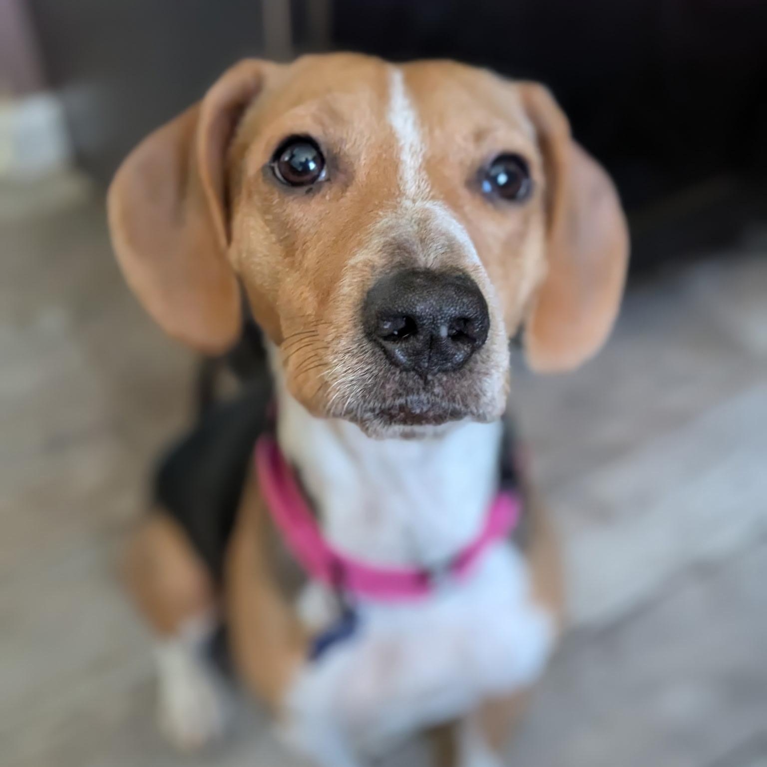 Lisa, ADOPTABLE, Adult Female Beagle.