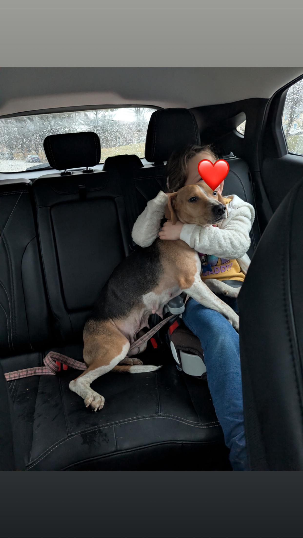 Enlarge Lisa, a ADOPTABLE Beagle in Columbia, MD image 2/2