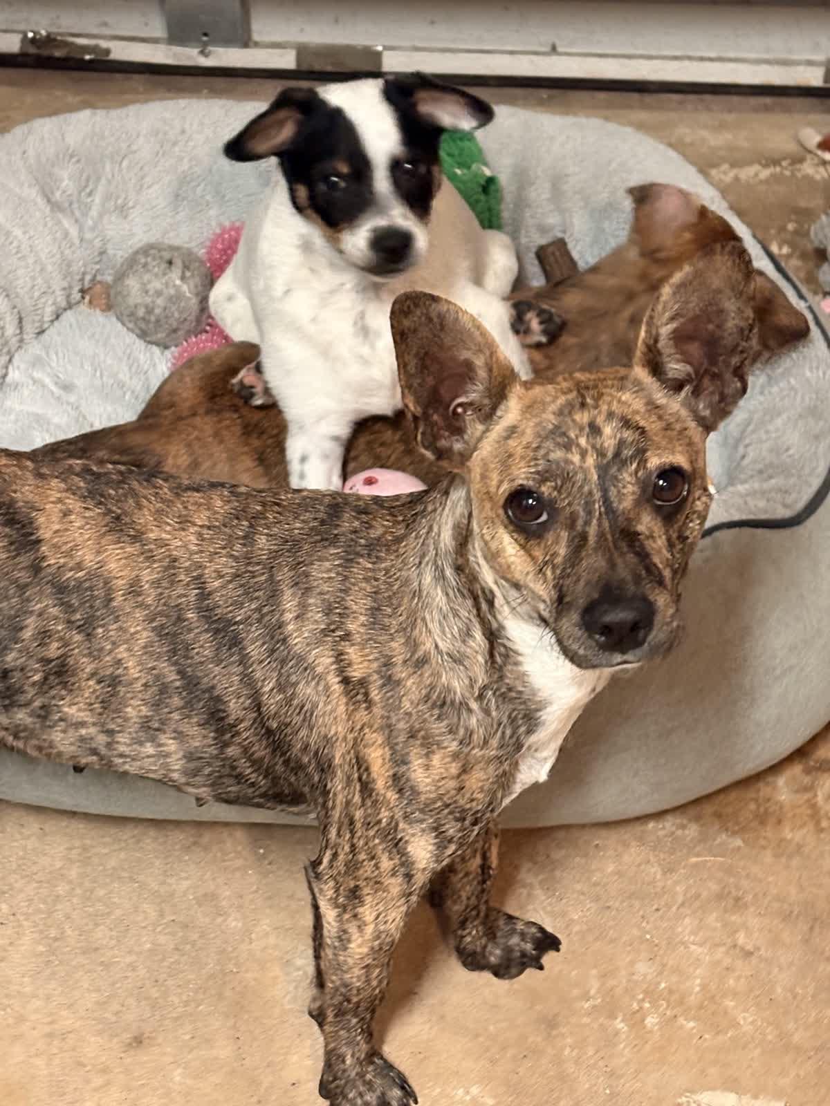 Enlarge Truffles, a ADOPTABLE mixed breed in Tallahassee, FL image 1/2