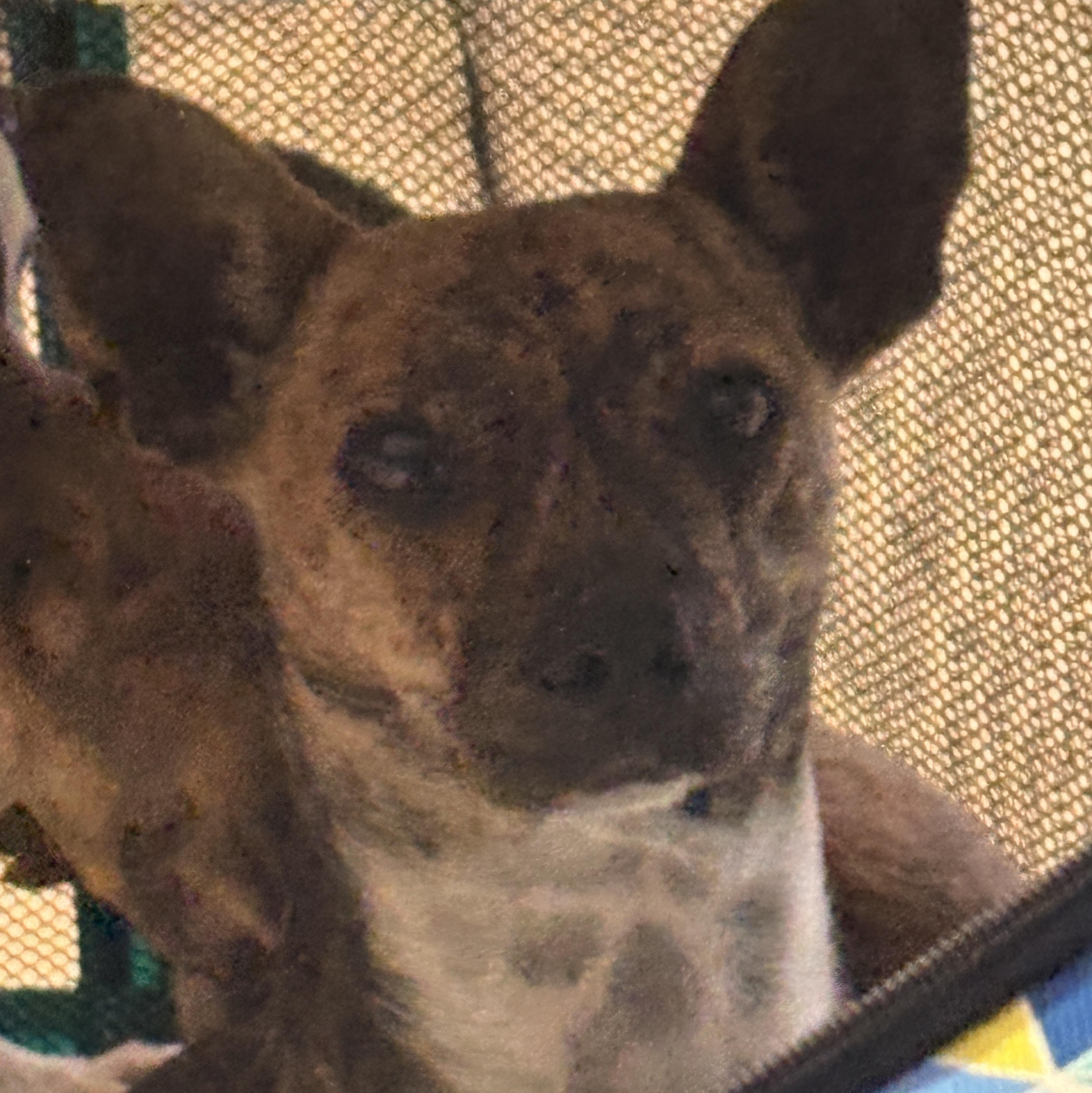 Enlarge Truffles, a ADOPTABLE mixed breed in Tallahassee, FL image 2/2