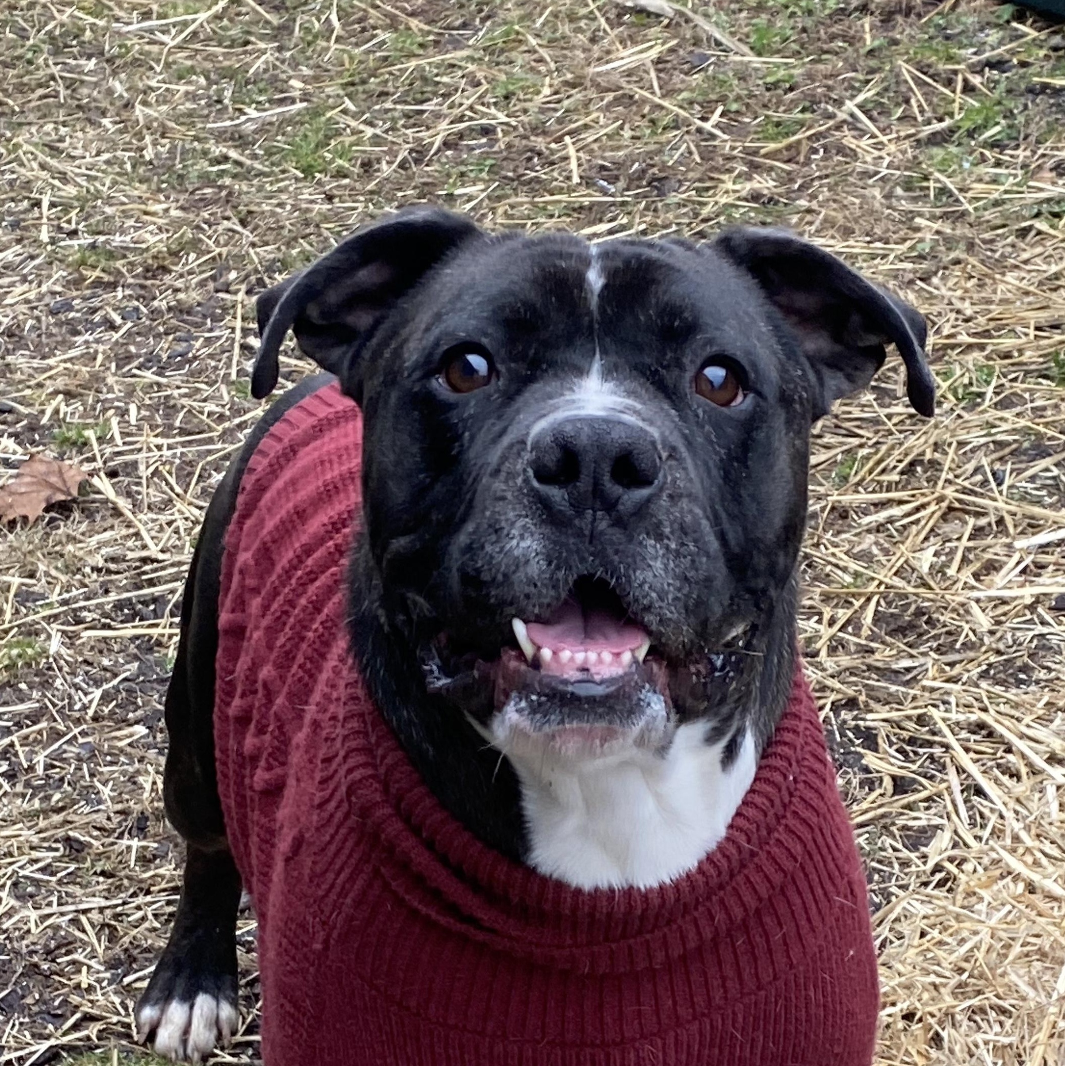 Drake, Adoptable, Young Male Boxer.