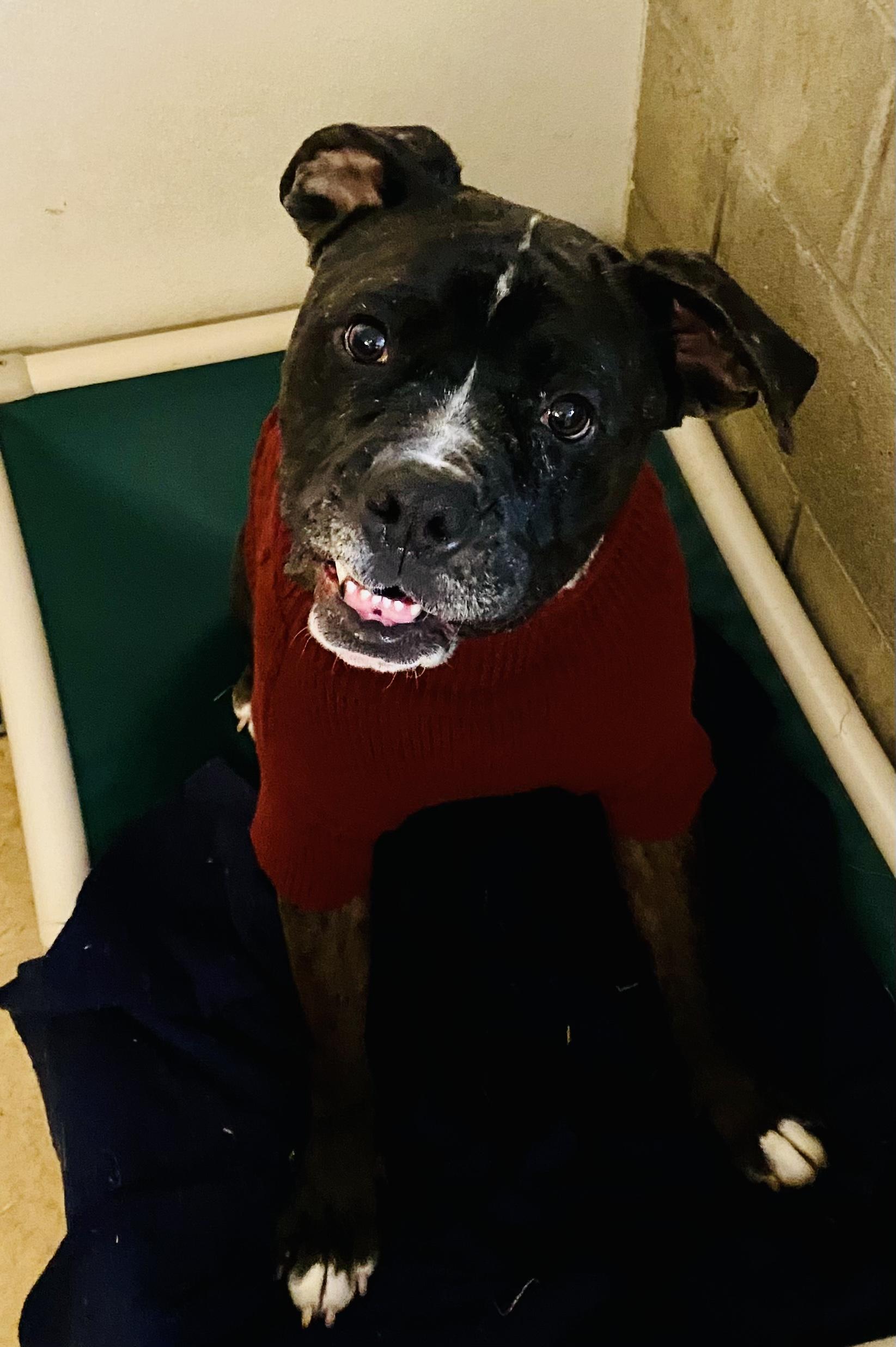 Drake, an adoptable Boxer in Union City, IN, 47390 | Photo Image 3