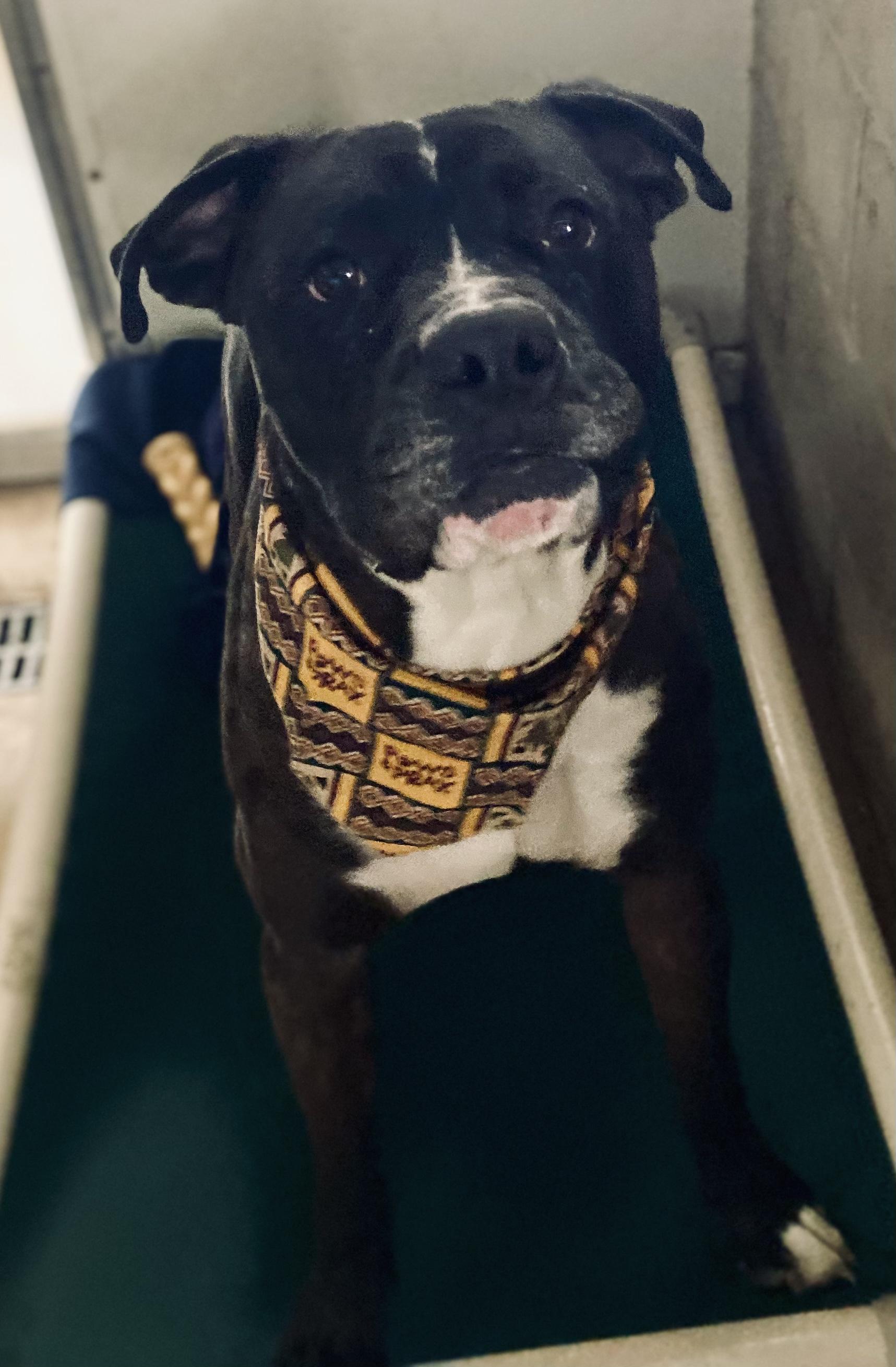 Drake, a Adoptable mixed breed in Union City, IN image 2/3