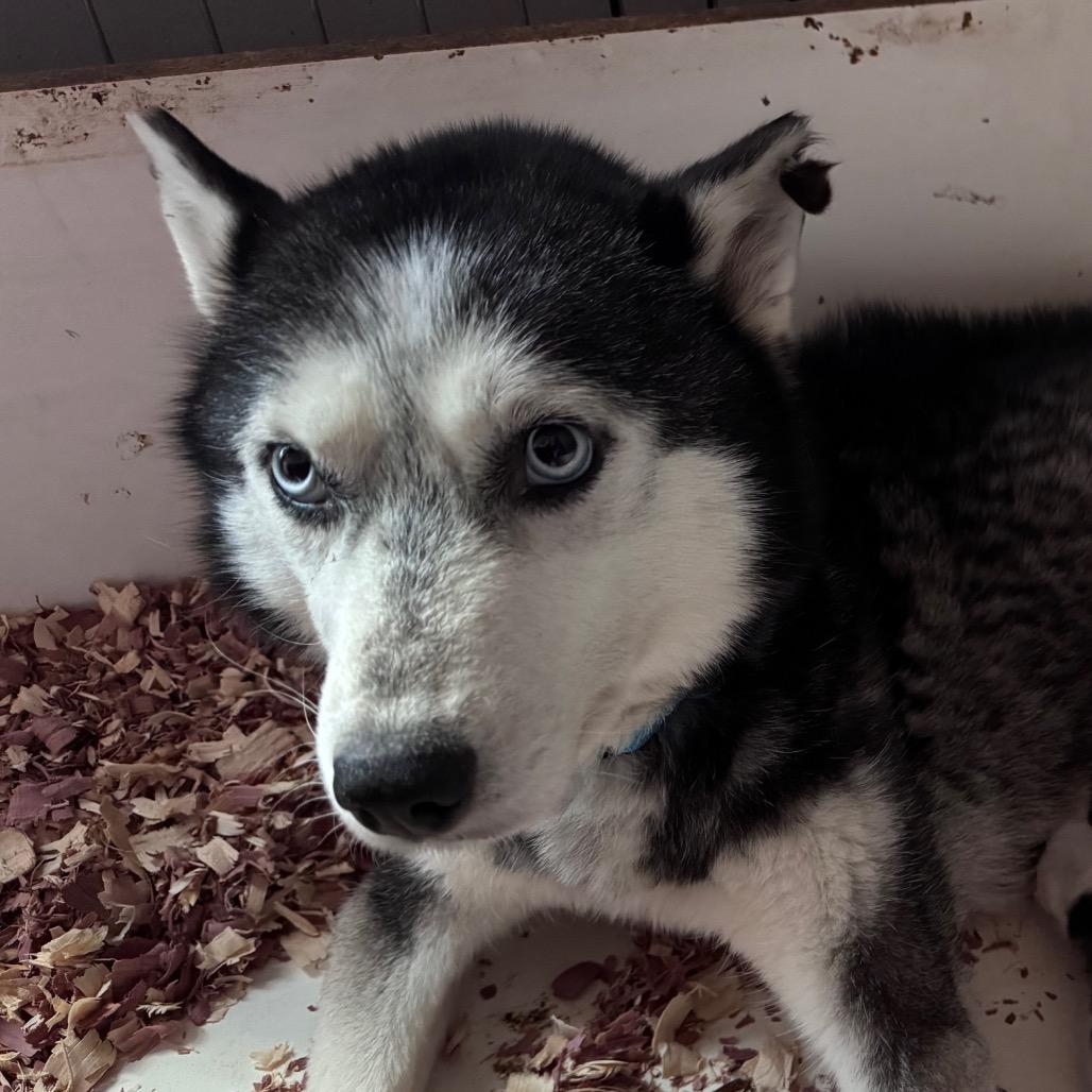 Enlarge Sky, a Adoptable Siberian Husky in Greenfield, IN image 1/2